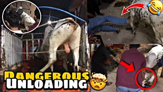 Hamari Cow Ki Dangerous Unloading Hui 😱 Rassi Tor Di Cow Ne 😱 Gira Diya Cow Ne 😂 | Cow Unloading