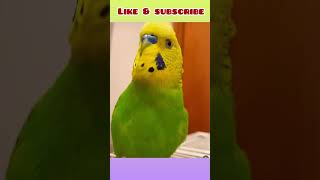 Budgie head bobbing behaviour  #birds #viral #parakeet #parrot #shorts