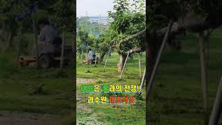 여름은 풀과의 전쟁 중_과수원 예초작업 모습 입니다.