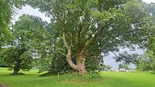 Leith hall garden and estate dule tree