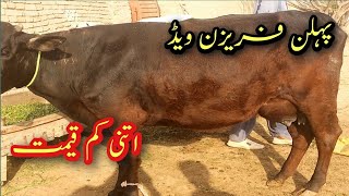 top class in word cow itni khubsurat bed for sale contact number 03316731253