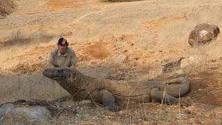 UP CLOSE WITH WILD KOMODO DRAGONS