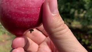 Enjoy Nature and Produce at Apple Annie's in Willcox, AZ