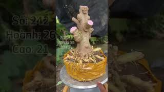 Giao lưu phôi mai chiếu thuỷ nu Gò Công #maichieuthuy #maichieuthuynugocong #bonsaimini #bonsai