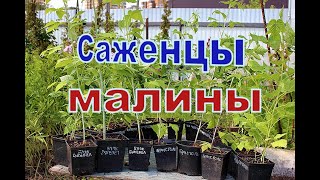 Саженцы малины