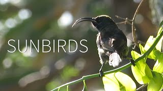 Sunbirds | Short Natural History Film