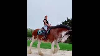 Oh wow 😍 beautiful horse Best Animals compilation 2021| #shorts | Top Viral Animal Videos