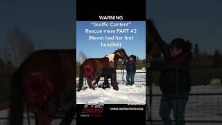 REAL CDN COWBOY Severely Injured Horse Rescue PT.2