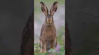 Hares vs Rabbits Quick Facts - What's the Difference? - Animal a Day #shorts #animals