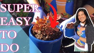 Repotting Kalanchoe Longiflora Coccinia #kalanchoe #repotting