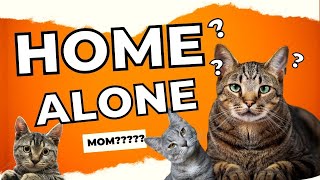 Home alone cats: What do cats think when you leave them alone