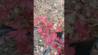 Japanese maple fall update