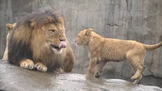 When Lion Cubs meet Dad | Lions Cubs