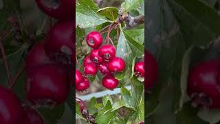 Berries #beritaterkini #berries #song #beach #uk #india #viralvideo