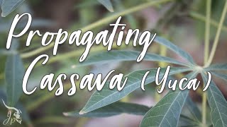 Propagating Cassava (Yuca)