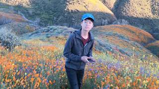 Top of the World Scenery - A Southern California Super Bloom, Walker Canyon, Lake Elsinore, 2019