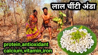 Red Ant Egg|लाल चींटी अंडा||Vitamin Antioxidant Calcium|Rural Village Vlogs