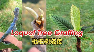 How to Easily Graft Loquat Tree | Loquat Tree Cleft Grafting | Creating Cocktail Loquat Tree(枇杷树嫁接)