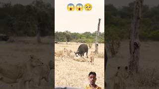 शेरो का खतरनाक हमला 😳🔥| Lion's Attack on buffalo 🐃 😡 #shorts #buffalo #Lions #wilds