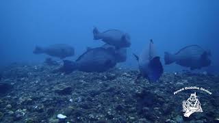 School of Humphead Perrotfish in Tulamben by Bruno Leblanc  @AMED BUDDHA DIVING