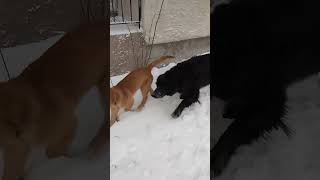 non stop play fighting with these two . Golden retriever puppy vs Great Pyrenees cross .