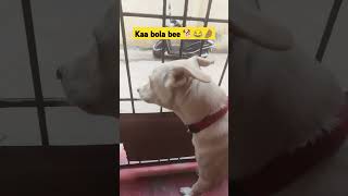 Kamchor hai Bruna 🐕👀😂 #funnyshorts #funnydogvideos #funnydog #cutepuppy #cutedoggie