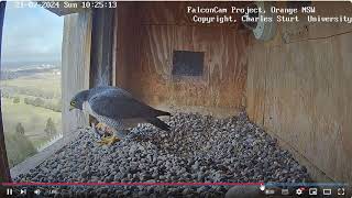 FalconCam 2024 07 21 Xavier teases Diamond with rosella prey