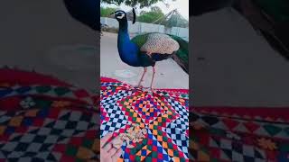 Morira rhe morira Sindhi song wattapp status of peacock Moore