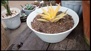 Viewing Different kinds of Cactus