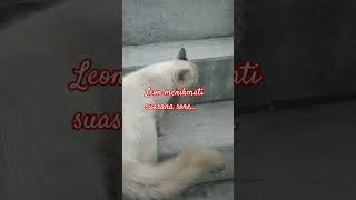 Leon menikmati suasana sore😻 #himalayancat #kucinghimalaya #kucing #kucinglucu