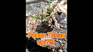 Pohon ini tahan api?!!