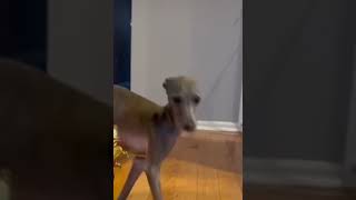 funny dog's Belly dance #shorts #funny #dogs #dancing