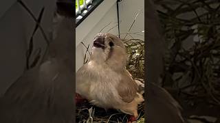 #young #birds #zebra #finches #australianfinche #birdsofaustralia #finch #2024 #english #show