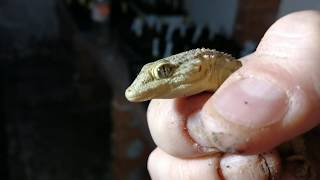 Un Lagarto en el invernadero ? jajajaj - Carnizonaplant