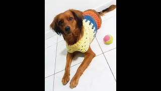 TutoriAU - Roupa Para Cães - Parte 3