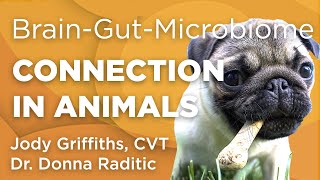 The Brain-Gut-Microbiome Connection in Animals | WholisticMatters Podcast | Wholistic Pet Care