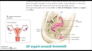 Apparato riproduttivo parte1