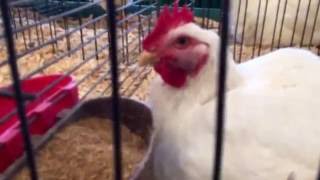 Minnesota state fair farm animal 2016