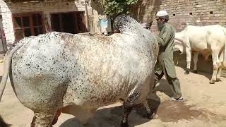 Beautiful Bull Available For Qurbani 2024 I Cholistani Beauty