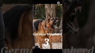 the top most 8 dangerous dog breeds in the world Real 💯💯💯💯💯💯💯please subscribe🙏🙏🙏