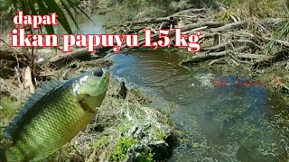 MANCING IKAN PAPUYU DAPAT 1,5 kg WOW || kir Yanto 77