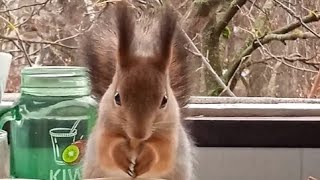 Бусинка зашла перекусить 🏡🐾😋🌰🐿❤#белка #белочка #squirrel #дружба #любовь 💞