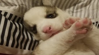 Baby Husky Naps, Sneeze, Pose Cutely