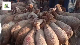 Magadi Sheep Market Today on friday (12/1/2024)