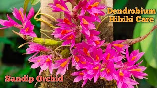 Dendrobium Hibiki care with secret tips to get more flowers@SandipOrchid #orchidcare #dendrobium