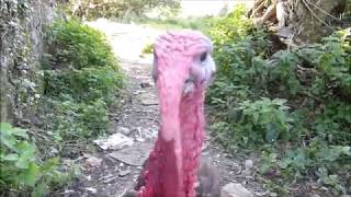 A Tall Turkey Twizzler Oct 2018