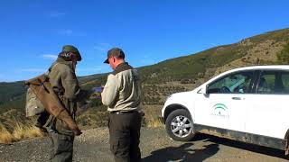 Medio Ambiente refuerza la vigilancia contra el furtivismo durante la berrea del ciervo.