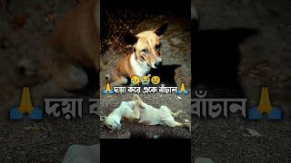 খুব কষ্ট লাগছে দেখে 😭 #sadvideo #sadstatus #doglover #funnyvideo