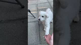 Angry Paw 🐾🐩 #dog #funnydogs #lol #shorts #cute #cutedog #funny #funnyvideo #funnyshorts