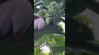 BANANA TREE | ORGANIC BANANA HEART #shorts #short #banana #bananatree #heart #organic #pusongsaging